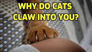 Why Do Cats Dig Their Claws Into You?