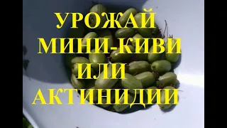 Маленькие Киви или Актинидия в Средней полосе. Урожай мини-Киви готов!