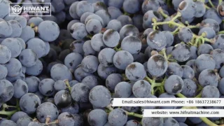 The Popular Commercial Grape Stem Removing Processiing Equipment