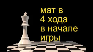 Шахматы. Мат в 4 хода в начале игры