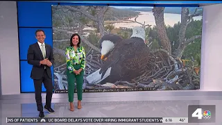 Big Bear's favorite bald eagle couple lays first egg of the year