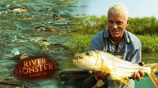 Feeding Frenzy Phenomenon | SPECIAL EPISODE | River Monsters