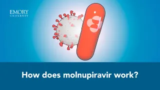 How Molnupiravir Works: An Animated Explanation