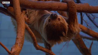 Can Sloths Swim? | Weird Animal Searches | BBC Earth Kids
