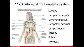 Ch. 22 Lymphatic System