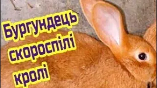 БУРГУНДСЬКІ КРОЛІ порода рудих кроликів в мене на подвір'ї