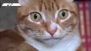 Animal funny - Reversed video - Funny cats