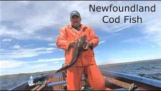 Lots Of Cod Fishing In Newfoundland With My Brother