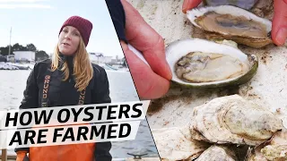 What It Takes to Farm 10,000 Oysters a Week in Freezing Temperatures — How to Make It