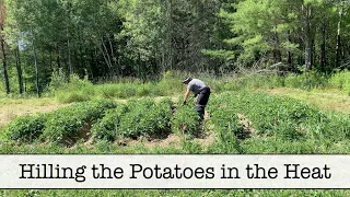 Hilling the Potatoes July 26, 2020