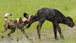 Wild Dog Attacked The Buffalo's baby