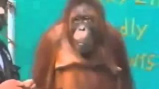 Smesni majmun - Monkey