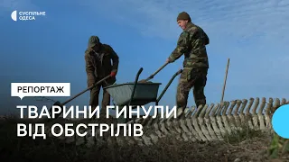 «Раши*ти винні, що наші червонокнижні тварини гинули»: наслідки екоциду в нацпарку на Одещині