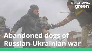 Abandoned dogs of Russian-Ukrainian war