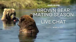 Brown Bear Mating Season | Brooks Live Chat