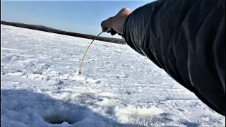 дикие поклевки на чертик