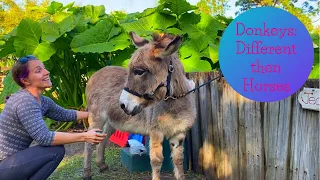 My First Ever Donkey Massage!!