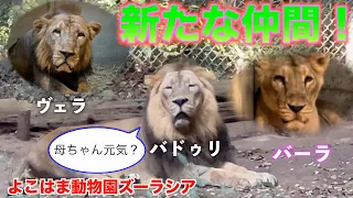 驚きの出会い！シンガポールからの獅子たちがよこはま動物園ズーラシアにやってきた！　#lion #zoo #ズーラシア #ライオン