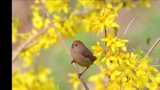 산유화