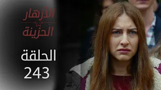 مسلسل الأزهار الحزينة | الحلقة 243 - الموسم الثاني