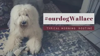 Old English Sheepdog's Morning Routine┃GRWM┃Ed&Mel