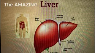 Your Liver Is AMAZING, but Fatty Liver is Rampant these days. Avoid it!