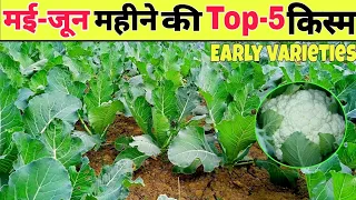 मई-जून में लगाई जाने वाली टॉप 5 हाईब्रिड फूलगोभी किस्में | Top 5 Cauliflower Variety | CFL 1522 |