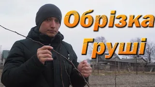 Обрізка груші на урожай. Обрізка груші на карликовій підщепі. Обрізка груші на айві.