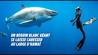 Des plongeurs nagent avec un requin blanc géant à Hawaï