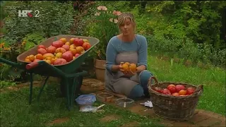 Vrtlarica: Eko rajčice