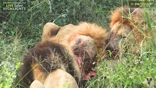 Male Lions On A Kill