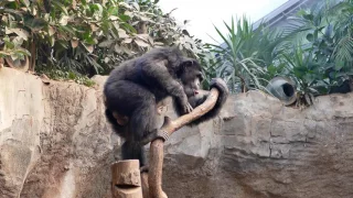 Schimpanse Aggressionsverhalten
