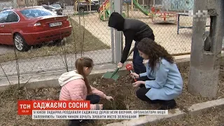 У Києві задарма роздавали саджанці сосен усім охочим