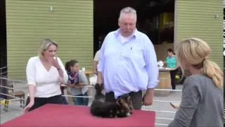 Tamme Hanken der Knochenbrecher aus Ostfriesland (live Behandlung von Mia)