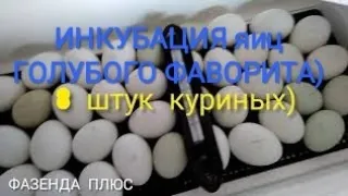 ИНКУБАЦИЯ  ЯИЦ ГОЛУБОГО ФАВОРИТА///ГНЁЗДА ДЛЯ УТОК