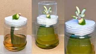 Growing In Water Miraculously Instantly Makes Orchid Leaves Grow Roots