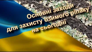 Основні заходи для захисту озимого ріпаку на сьогодні.