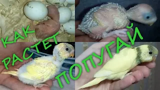 Птенец волнистого попугая. рост от вылупления до 29 дней. Budgie chick from 0 to 29 days