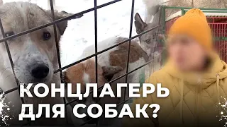 Без слез невозможно смотреть. Голодные, измученные собаки живут в жутких условиях в приюте