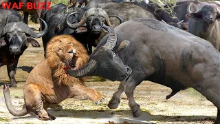 Unbelievable! Angry Mother Buffalo Killed Lion To Save Her Calf - Wild Animal Fights