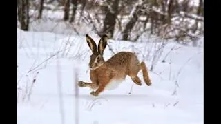 Все полювання в одном загоні.Полювання на зайця!!! Естонський гончак робить вітер!!!