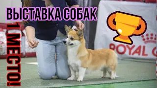 Выставка собак! Рокки чемпион🏆Корги Рокки(говорящая собака)