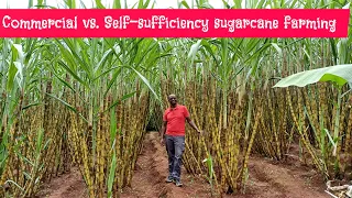 Sweet success. Sugarcane self-sufficiency and commercial farming