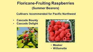 Growing & Caring for Raspberries - OSU Master Gardeners Noon-Time Chat