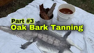 How to Tan Alligator Hide into Leather Part #3 (soaking the Hides in Oak Bark Tea) Bark Tanning