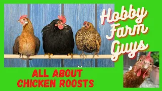 Chicken Roosts: Everything You Never Knew You Needed to Know