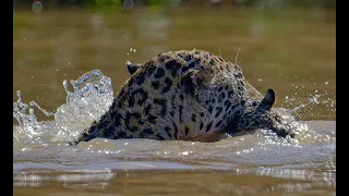 Jaguar mom moving her cub to the other side of the river