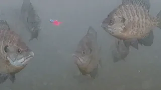 INSANE Underwater Footage! Ice Fishing Aggressive Panfish!