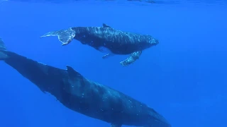 Close encounter with a humpback whale in the South Pacific!