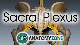Sacral Plexus | Anatomy Tutorial